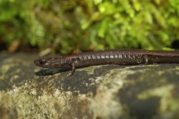 Closeup on the head of a Hell Hollow slender salamander, Batrachoseps diabolicus from Merced River area, California