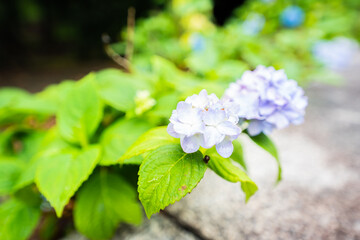梅雨に濡れた紫陽花