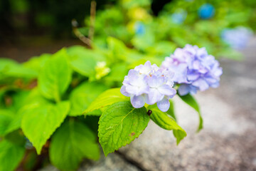 梅雨に濡れた紫陽花