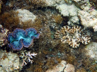 Red sea colorful giant clam shells