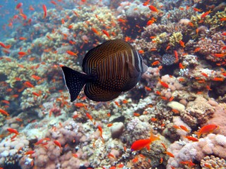 red sea fish and coral reef in blue hole dive spot in the red sea