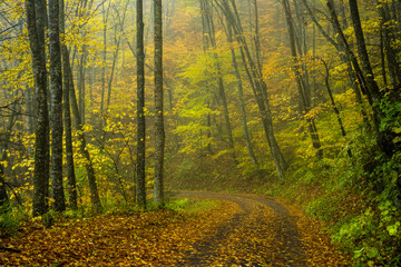 Fototapeta premium Colors Changing Along Balsam Mountain Road
