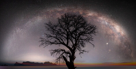 Lone dead tree with amazing Mily Way at sunset