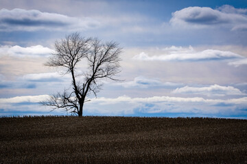 Obraz premium tree in the field