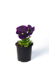 potted plant Viola in a flowerpot isolated on white background