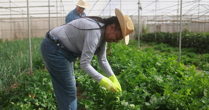 Multiracial senior people working inside farm greenhouse picking up organic celery - Harvest and local market concept 