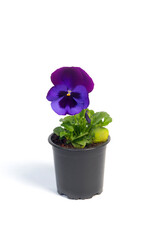 potted plant Viola in a flowerpot isolated on white background