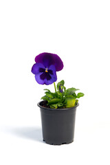potted plant Viola in a flowerpot isolated on white background