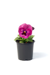potted plant Viola in a flowerpot isolated on white background