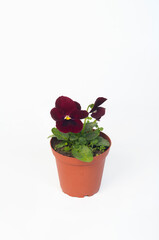 potted plant Viola in a flowerpot isolated on white background