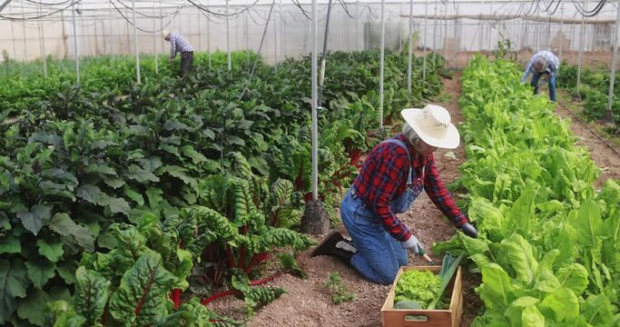 Group of people working inside farm greenhouse picking up organic chard - Harvest and local market concept