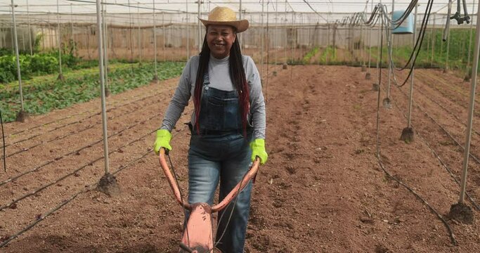 African senior woman working at organic farm using soil hoeing machine inside farm greenhouse - Local food product and sustainable work concept