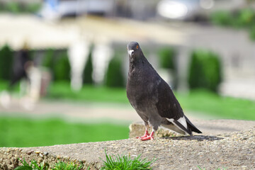 Indian Pigeon OR Rock Dove - The rock dove, rock pigeon, or common pigeon is a member of the bird family Columbidae. Pigeon in the city in spring