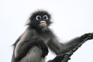Obraz premium Portrait of cute young dusky leaf monkey (Trachypithecus obscurus).