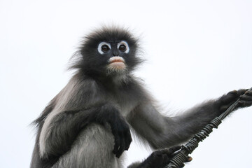 Portrait of cute young dusky leaf monkey (Trachypithecus obscurus).