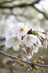 A vertical photo of a branch of white and pink cherry blossoms (sakura, a spring flower) close up in Yeouido, Seoul