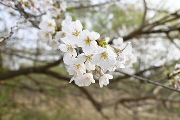 A branch of white and pink cherry blossoms (sakura, a spring flower) close up in Yeouido, Seoul
