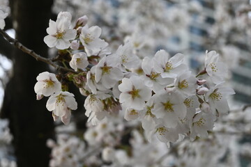 Fototapeta premium A branch of white and pink cherry blossoms (sakura, a spring flower) close up in Yeouido, Seoul and cityscape on background 
