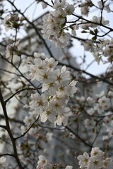A vertical photo of a branch of white and pink cherry blossoms (sakura, a spring flower) close up in Yeouido, Seoul and cityscape on background 