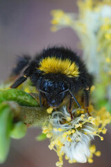 Closeup on a colorful but wed queen Early Nesting Bumble-bee, Bombus pratorum hanging onto a Salix twig