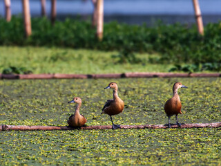 LESSER WHISTLING DUCKS - TRIPLET