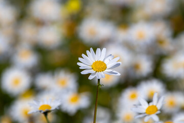 Blooming chamomile, or white daisy.