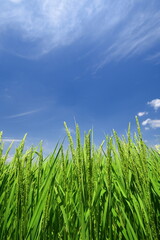 稲穂をつけ始めた夏の稲と青空