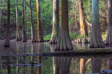 A forest of cypress trees growing in a swamp.