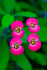 A flowering plant in the spurge family Euphorbiaciae. Euphorbia milii (also known as the crown of thorns, Christ plant)