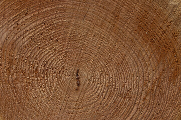 Jahresringe eines Baumes 
