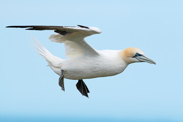 Northern Gannet (Morus bassanus) suspended by strong updraughts of wind above the chalk cliffs of Bempton - 585085273