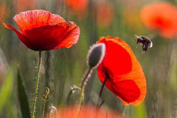 red poppy in the field with bee