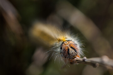 Caterpillar in its natural environment.