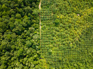 Oil palm plantations and rainforest. Palm oil estate in Borneo, Malaysia. Environmental destruction.