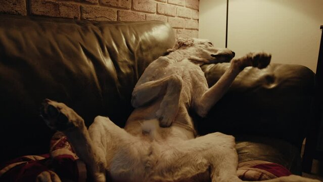 Young retriver dog lying on the couch in very comfortable pose in the evening. Cute retriever dog is relaxing indoors in the domestic room with soft yellow backlit