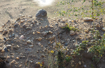 Background with small and larger stones and ruderal plants illuminated by the sun