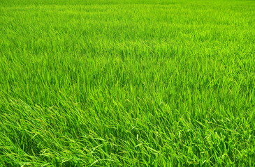 稲穂の付き始めた夏の風のある近郊の青田風景