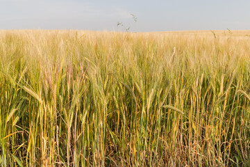 Unripe barley on the field edge against the sky