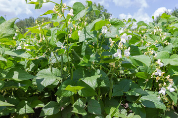 Blooming kidney bean plants with green pods on a field