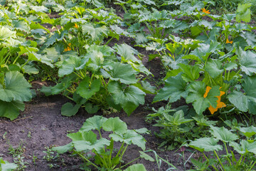 Bushes of blooming vegetable marrow on a field at morning