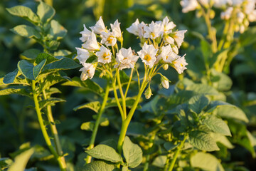 White flowers of potatoes on a field in sunny evening