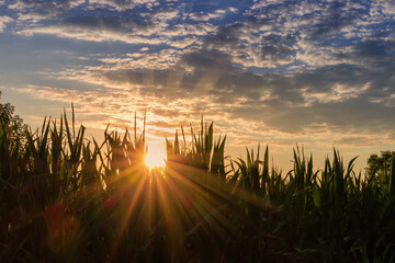 Cloudy sky and sun beams between corn stems at sunset © An-T