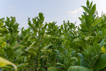 Plants of the blooming tobacco against sky in summer morning