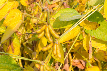 Unripe soybean pods on stems on field in sunny weather