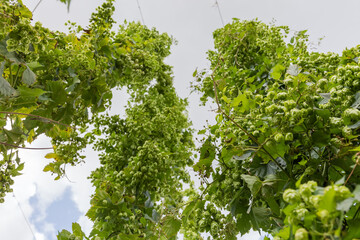 Hop stems with cones in hop yard against cloudy sky