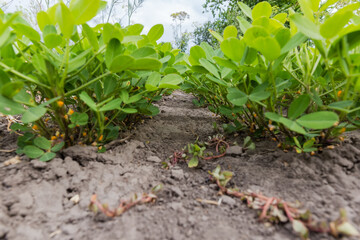 Rows of the blooming peanut on field in selective focus