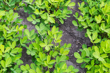 Fragment of the blooming peanut field, top view close-up