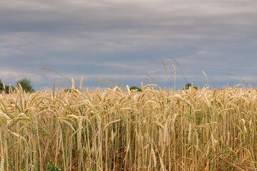 Field of unripe wheat against cloudy sky, fragment close-up