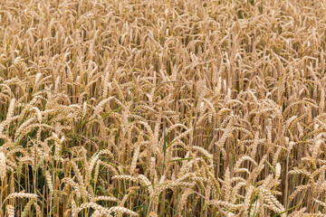 Fragment of the field of unripe wheat in overcast weather