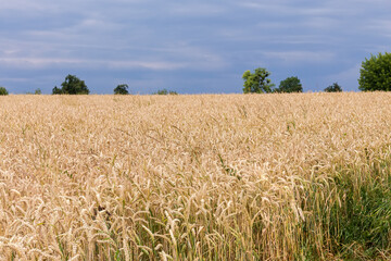 Field of unripe wheat against cloudy sky in overcast weather